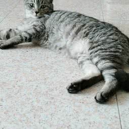 蛋蛋爱宠之家:汕头市金平区石炮台公园附近