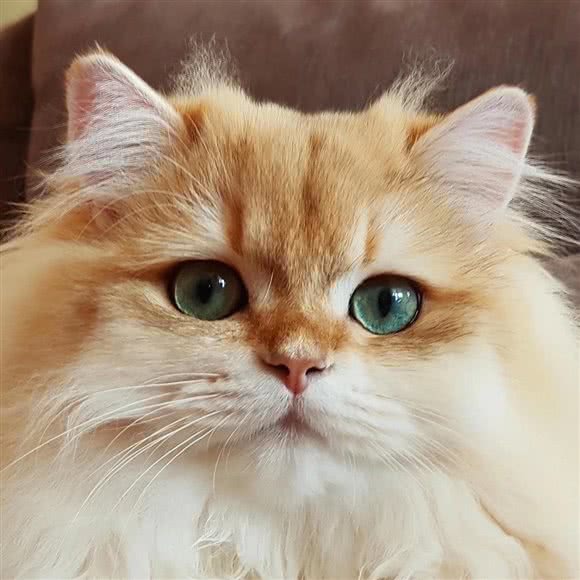 萌宠:汕头市金平区石炮台公园附近