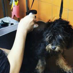 I·PET宠物生活馆:佛山市禅城区季华园附近