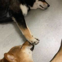 柴公馆:佛山市禅城区季华园附近