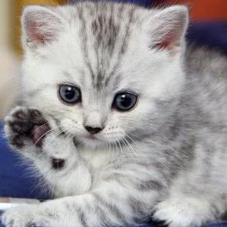 小伴侣宠物诊所:佛山市禅城区祖庙附近