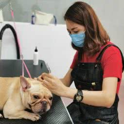 大叔宠物(南桂店):佛山市禅城区文华北路沿线附近