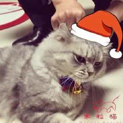 米粒猫屋:佛山市禅城区文华北路沿线附近