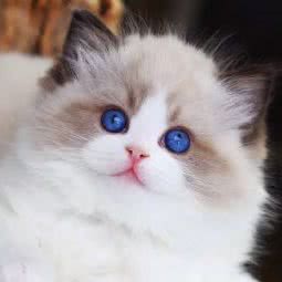 广东总狗场宠物基地(猫舍犬舍):佛山市禅城区东方广场附近