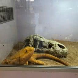 小舌头异宠的乐园:佛山市禅城区创意产业园附近