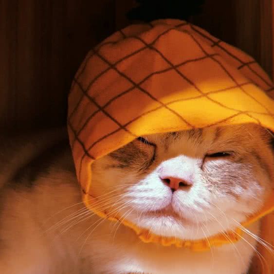 A CAT 一只猫:佛山市禅城区岭南大道沿线附近