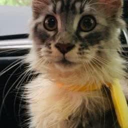 船长宠物旗舰店:佛山市禅城区同济路附近