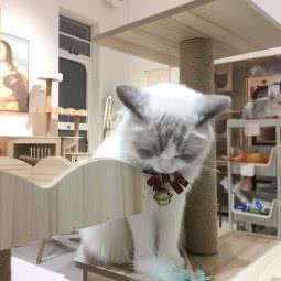猫猫咪宠物店:佛山市禅城区同济路附近