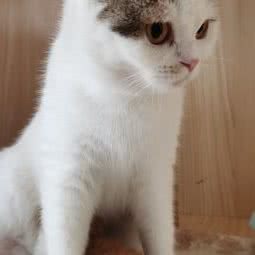 萌宠岛:佛山市禅城区南庄附近