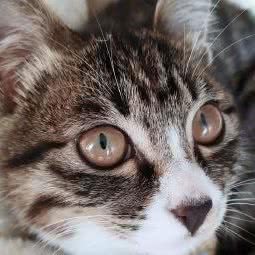 宠它·御猫居宠物店:佛山市禅城区澜石附近