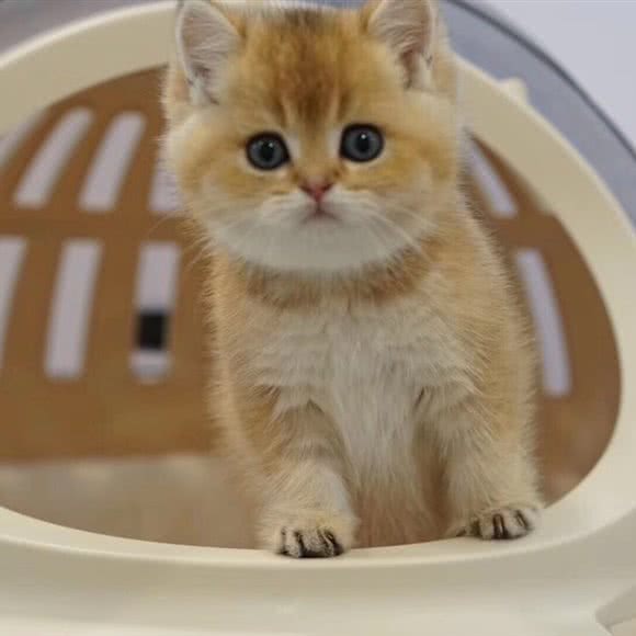 唯爱私宠:佛山市南海区南海万科广场附近