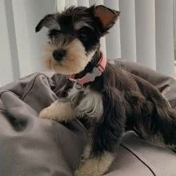 PETKIT小佩宠物(金域花园店):佛山市南海区万达广场/金融城附近