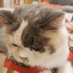 宠物巴士站:佛山市南海区中海环宇城附近