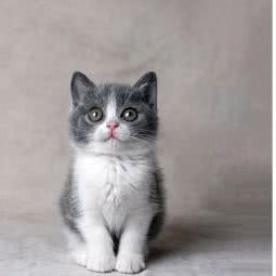 SECONDFLOOR宠物摄影:佛山市南海区石啃附近