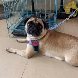 大叔宠物:佛山市南海区石啃附近