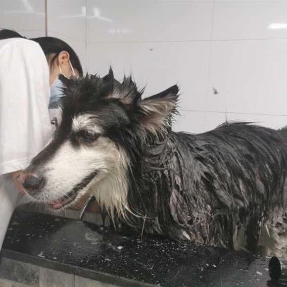 御犬工房:佛山市南海区石啃附近