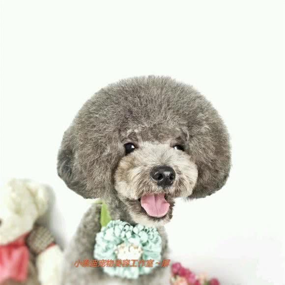 小泰迪宠物美容工作室:佛山市南海区南海大道/南海广场附近