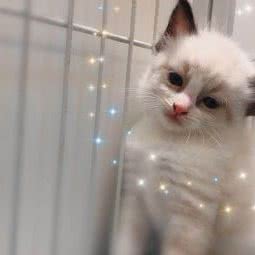 逸窝猫舍:佛山市南海区鸿大广场附近