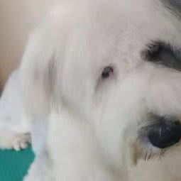 宠Ta宠物家庭寄养:佛山市南海区罗村附近