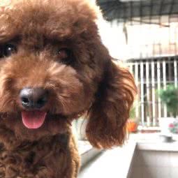 西樵狗盟宠物美容店:佛山市南海区西樵附近