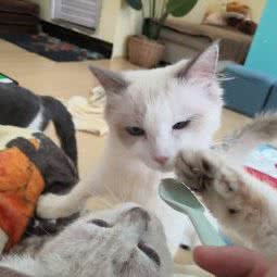 一窝喵:佛山市南海区南海家天下附近