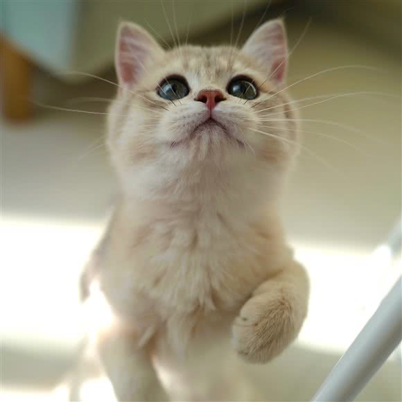 展御猫舍:北京城区朝阳区双井附近