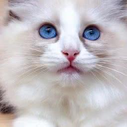 名犬繁殖基地总狗场:佛山市南海区黄岐附近