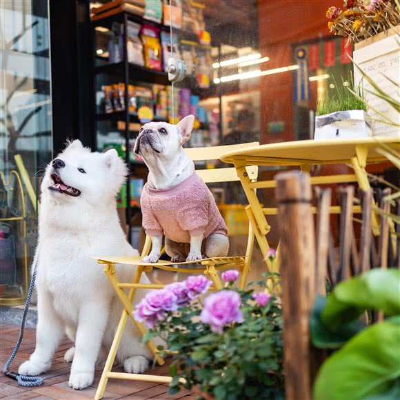 倾诚宠社:佛山市南海区九江附近