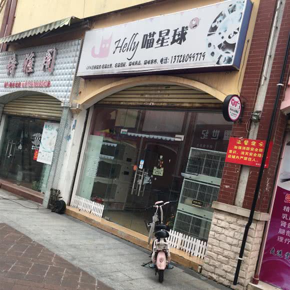 喵星球:佛山市南海区盐步附近