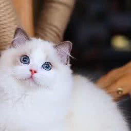 欧盟犬舍宠物狗场名犬名猫舍:佛山市南海区盐步附近