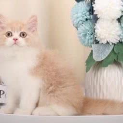 良友犬舍宠物狗场名犬名猫:佛山市南海区松岗附近