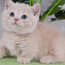 宠物狗场宠物猫舍:佛山市南海区松岗附近