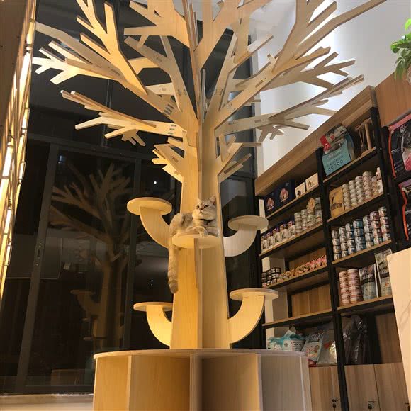 Mochi麻薯猫屋:佛山市南海区国昌新城市广场附近