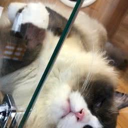 肉酱猫研所:佛山市南海区国昌新城市广场附近