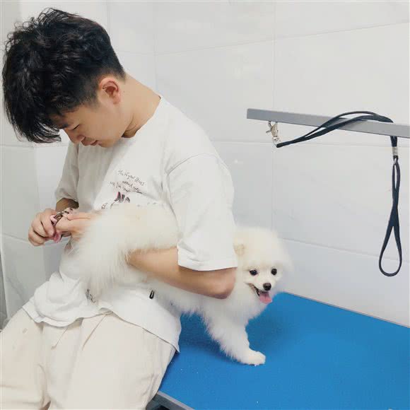 派多格宠物(狮山店):佛山市南海区狮山附近