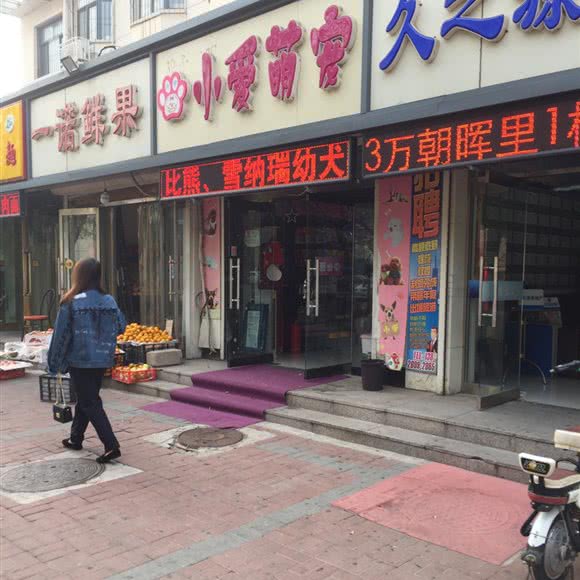 小爱萌宠:天津城区滨海新区大港城区附近