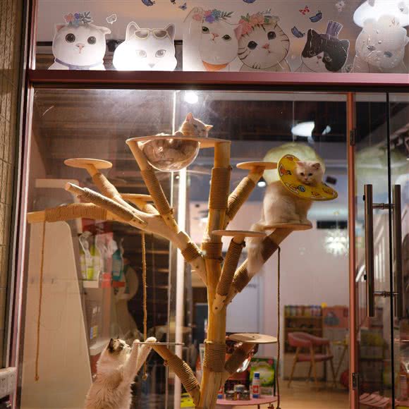 嘿～有家宠物店:佛山市南海区里水附近