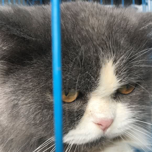 晴朗哺乳动物诊所:佛山市南海区里水附近