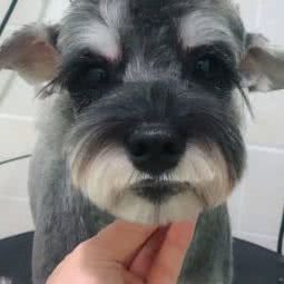 优爱派狗狗的澡堂:天津城区滨海新区大港城区附近