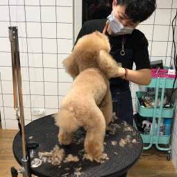 小牌宠物美容工作室:天津城区滨海新区大港城区附近