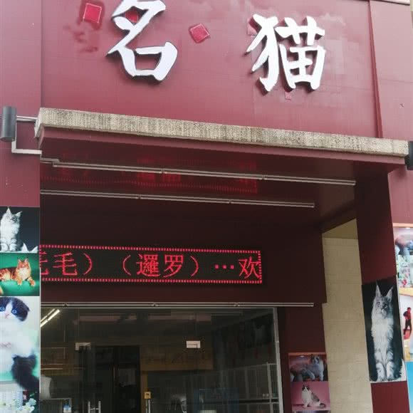 名猫:佛山市南海区宝盈广场附近