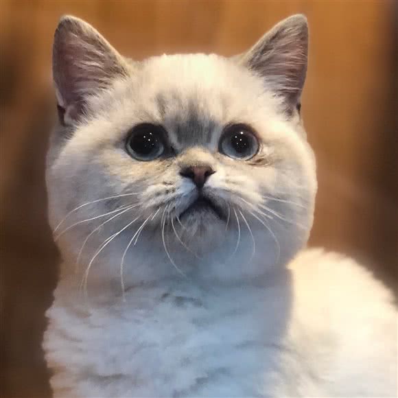 Icat宠爱.生活:佛山市南海区金沙洲附近