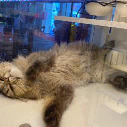 九九猫舍:佛山市南海区金沙洲附近