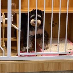 咪了个喵宠物店:佛山市南海区兴沥雄附近