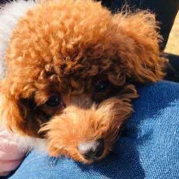 乐宠动物医疗:佛山市高明区高明区附近