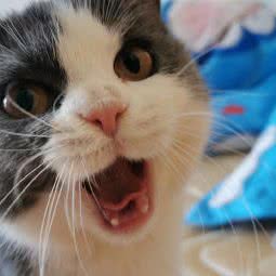 怪兽大学·猫舍:江门市蓬江区地王附近