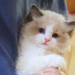 初心宠物:江门市蓬江区海逸新天地附近