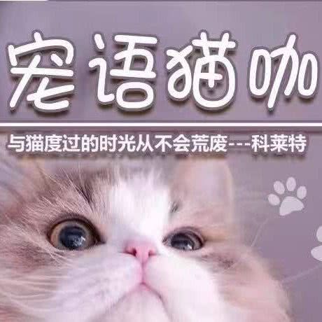 宠语·撸猫圣地(万达广场店):江门市江海区江海附近