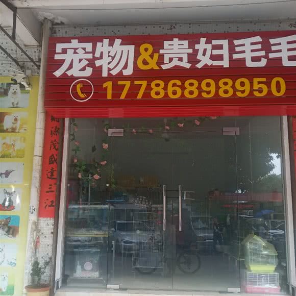 宠物贵妇毛毛:江门市江海区外海北附近