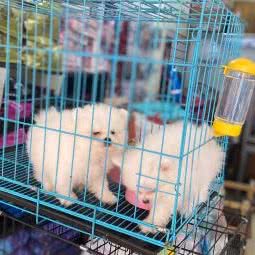 happy宠物屋:湛江市赤坎区赤坎步行街附近